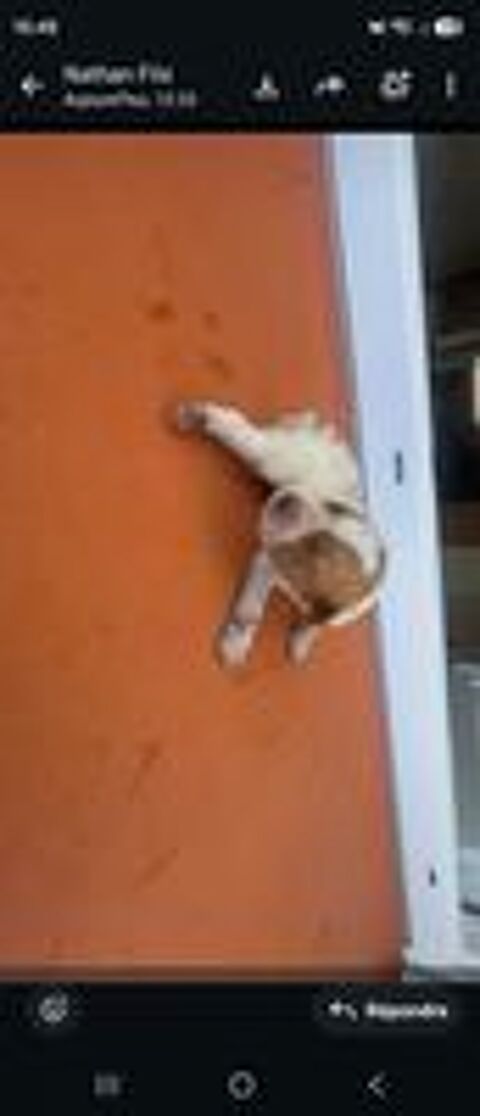   Epagneul bretons (chiot) 