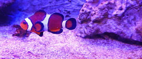 Donne 2 poissons clown ocellaris
0 34140 M�ze