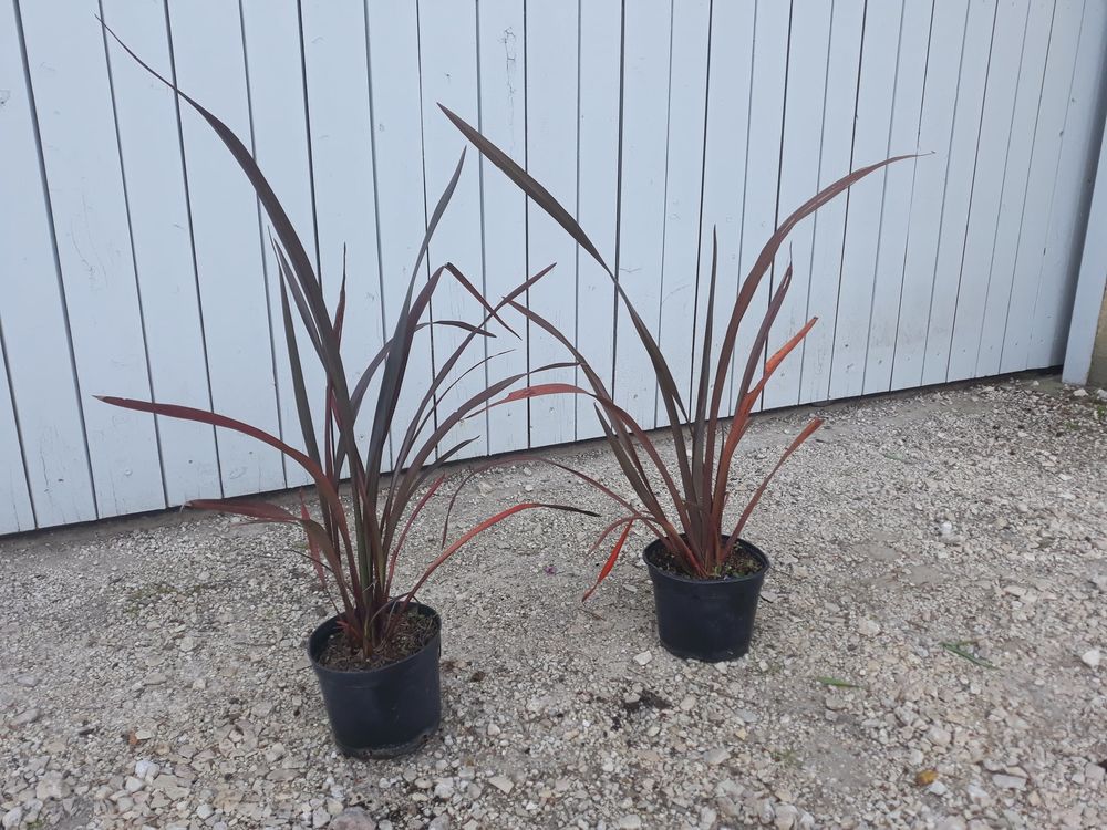 Phormium Panach&eacute; ou Pourpre 'Lin de Nouvelle-Z&eacute;lande ??? Jardin