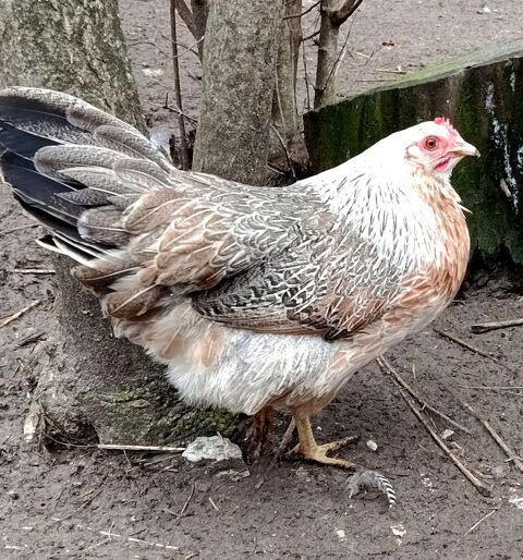 Poule Phoenix GR 38 34750 Villeneuve-l�s-maguelone