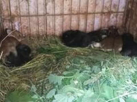   Lapin 