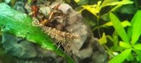   Caridina pareparensis parvidentata ou mini japonica, Malawa 