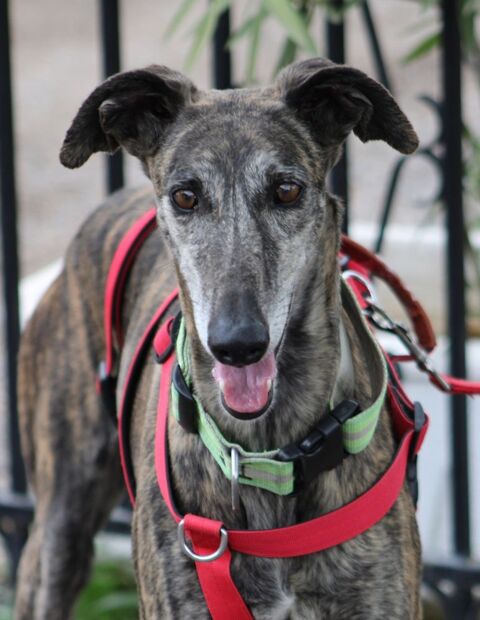 CHORRONA, douce galga majestueuse 315 24140 Douville