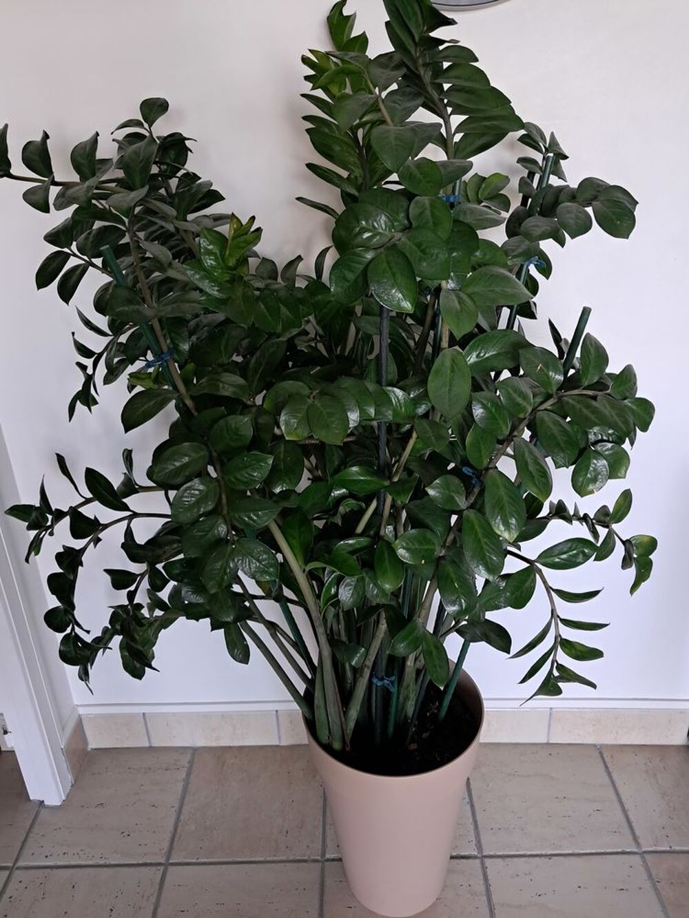 Plante verte Jardin