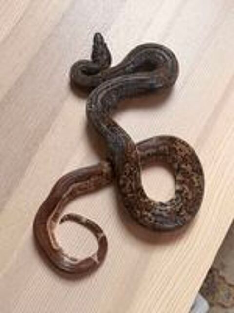   Boa imperator Hypo IMG femelle 2021 