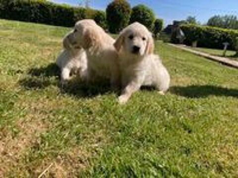   chiot golden retriever

