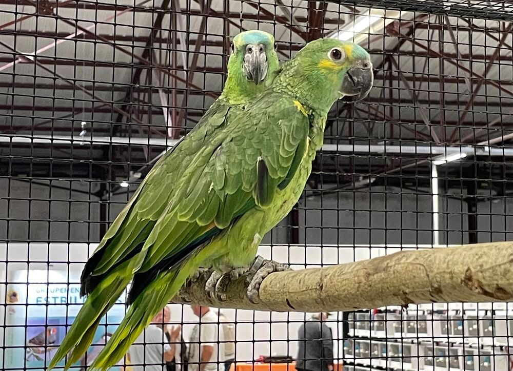   Jeunes Amazones Front Bleu (amazona aestiva) 