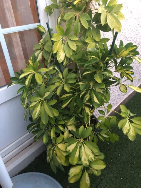 Grande plante 25 Vallauris (06)