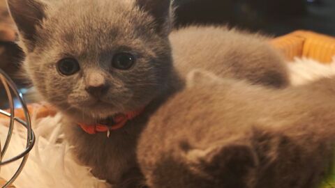 Chatons Chartreux LOOF &agrave; r&eacute;server 950 64480 Ustaritz
