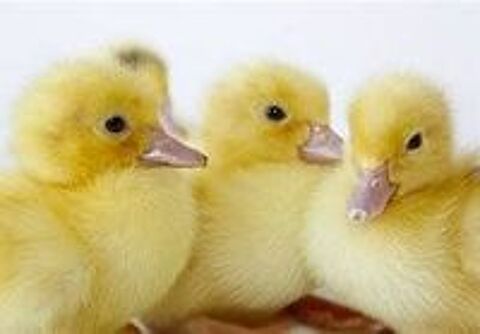   Canetons, cane , canard de barbarie :-) 