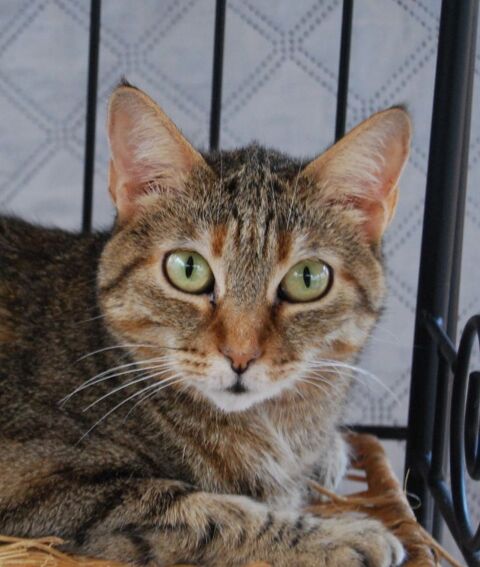 LILI 220 95610 ragny