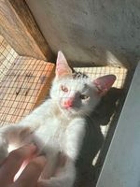   Oggy, chat blanc à adopter 
