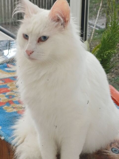 Bbs chatons 540 03500 Bransat