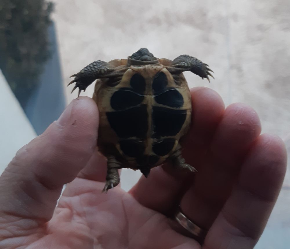   Tortues 