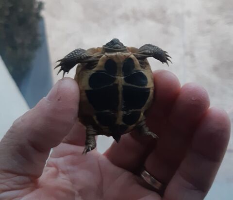 Tortues 58000 Nevers
