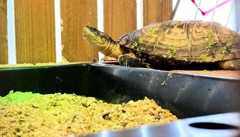 CAROLIN, adorable tortue Plusios Castaneus  l'adoption 44640 Rouans