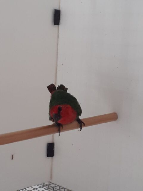 Couple Pape de Nouméa. 80 59148 Flines-lez-raches