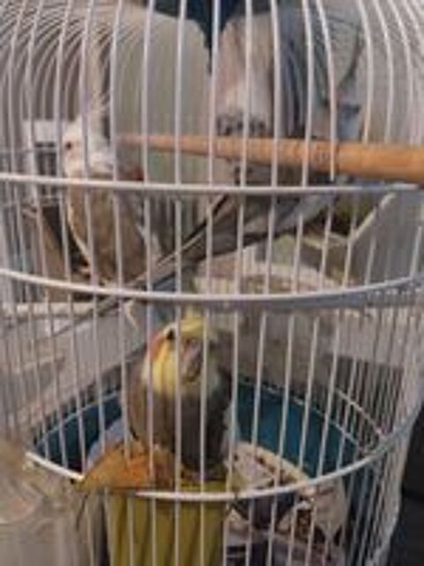   oiseaux calopsitte 