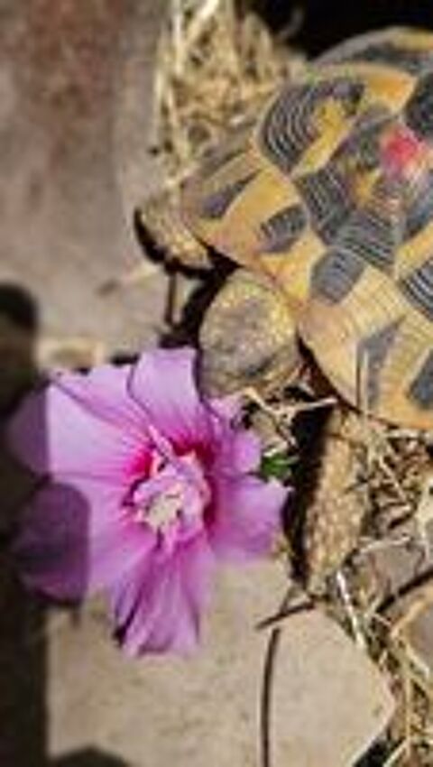   Tortue de terre femelle  