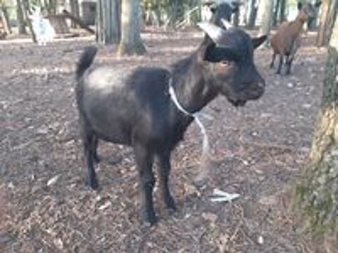   chevreau nain 