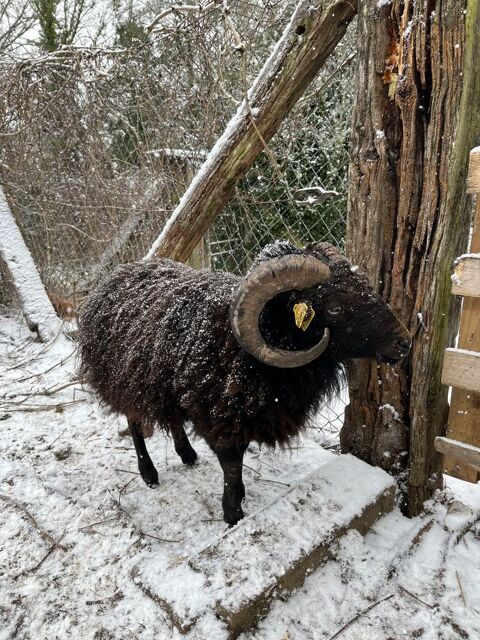 Mouton ouessant 1 80290 Poix-de-picardie