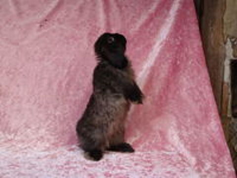   Bébés lapins minilop/ mini lop 