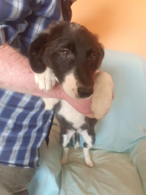 Animaux 400 42720 Briennon