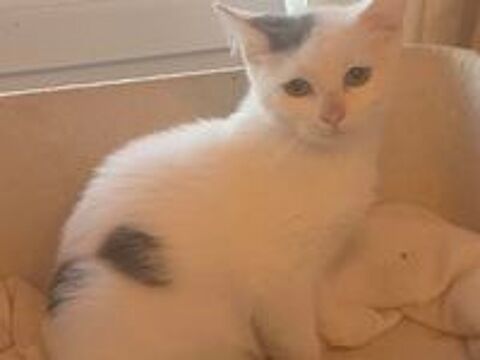   Chaton adorable  