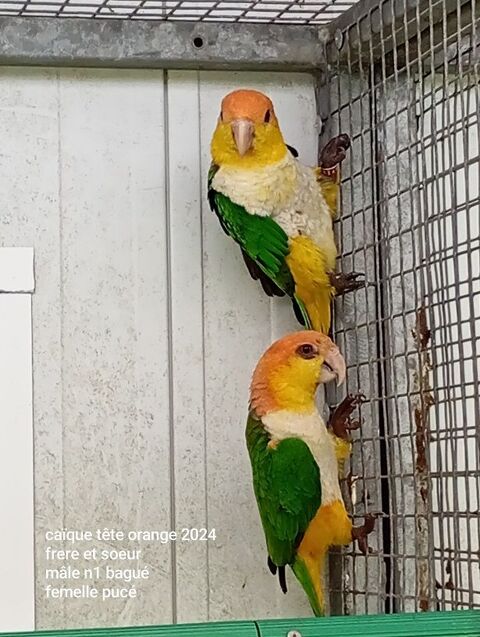 Ca&iuml;ques &agrave; t&ecirc;te orange &agrave; cuisses jaunes 2024 400 47430 Caumont-sur-garonne