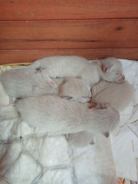 Chatons siamois m&acirc;le et femelle 600 03500 Bransat