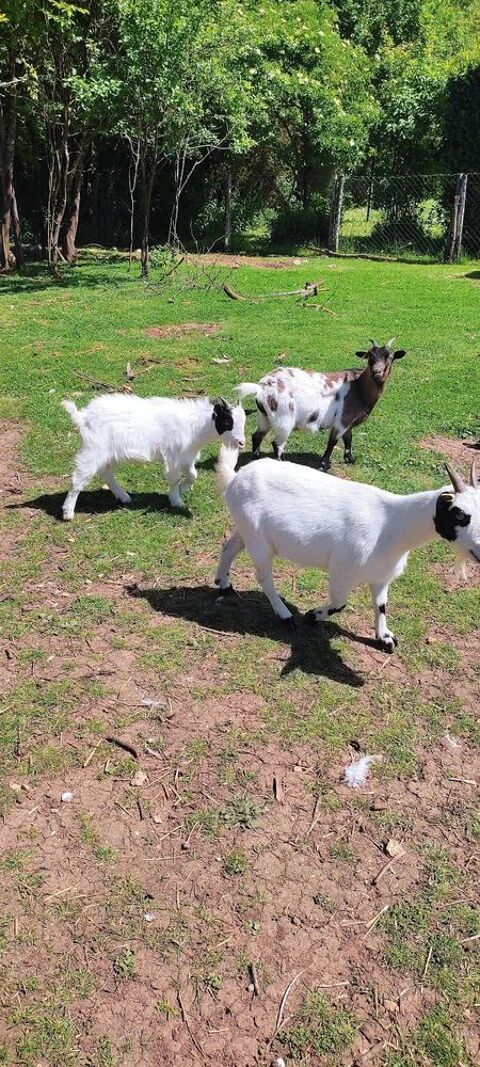 Boucs castr&eacute; 50 79120 Mess�