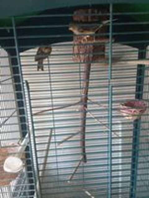   male canari gloster ann�e 2023 