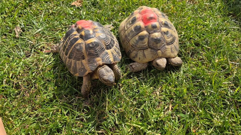   Tortues 