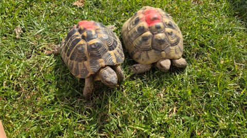 Tortues 100 22100 Dinan