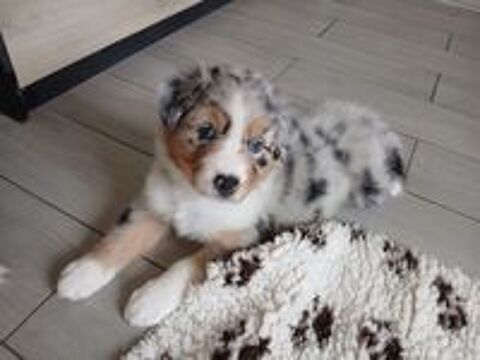   chiots bergers australiens LOF 