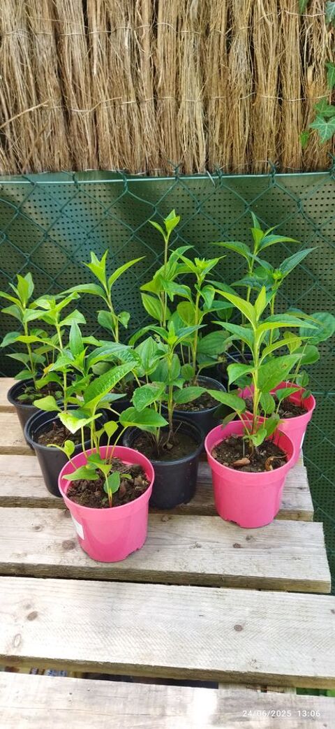 10 pots de Rudbeckia jaune 8 Elbeuf (76)