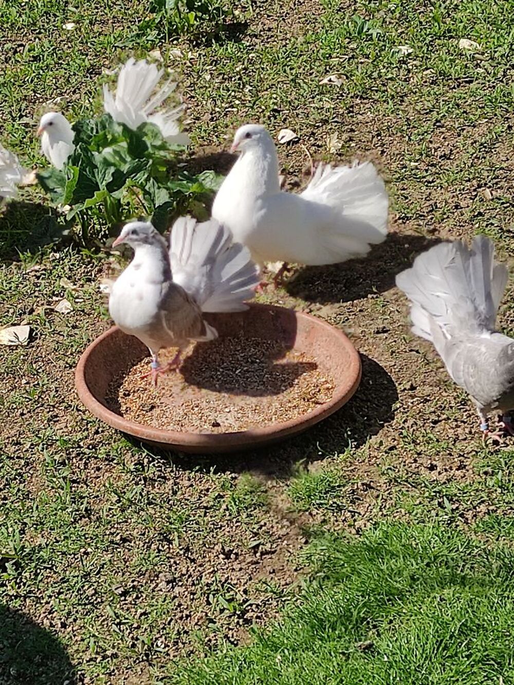   pigeons paons  