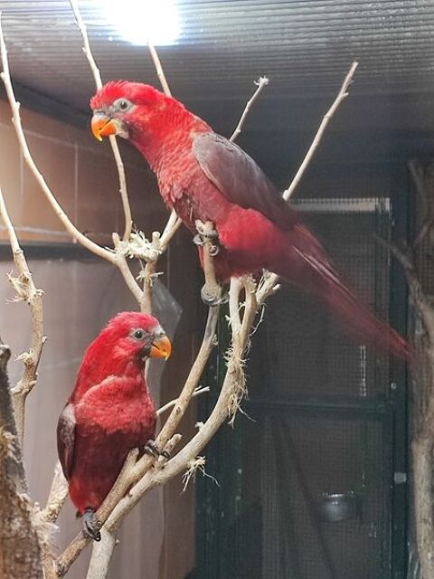 loris cardinal 0 38300 Bourgoin-jallieu