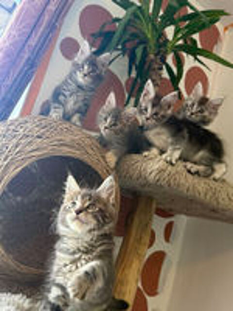   Magnifique Maine coon  