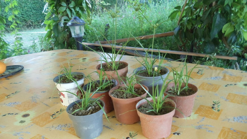 Papyrus Jardin