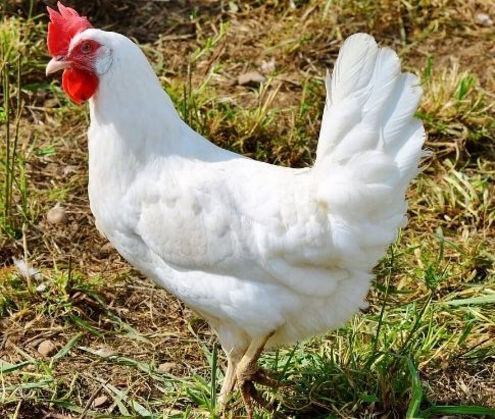   Poule Azur, noirans  