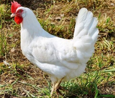 Poule Azur, noirans 40 78910 Orgerus