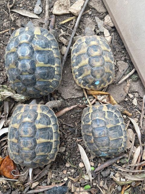 Tortues s&eacute;x&eacute;es de 1 &agrave; 3 ans et adultes 50 83470 Saint-maximin-la-sainte-baume