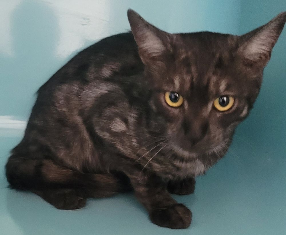   BANZAI, chat couleur smoke, 2 ans 