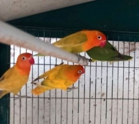 Inséparables 35 87400 Eybouleuf