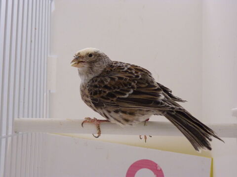 Femelle canari portugais grise - 2024 40 38110 Dolomieu