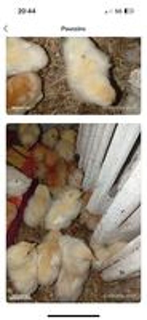   Poussins 5 euros 65 centimes  