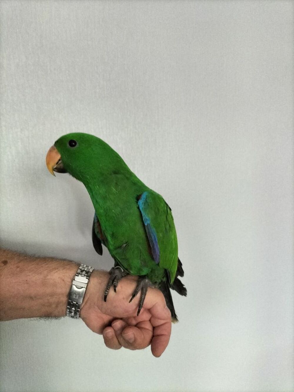   Perroquet éclectus 