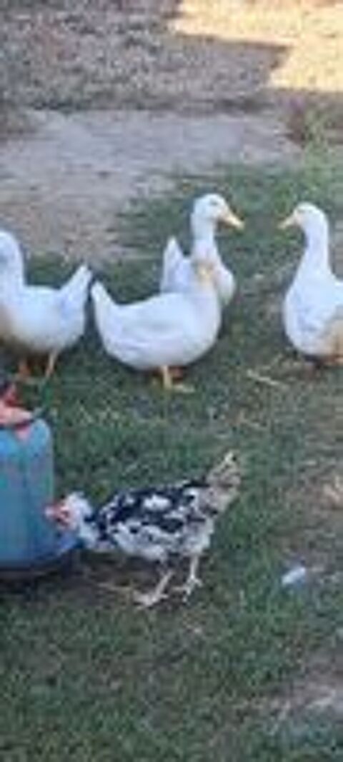   Canard de pékin 