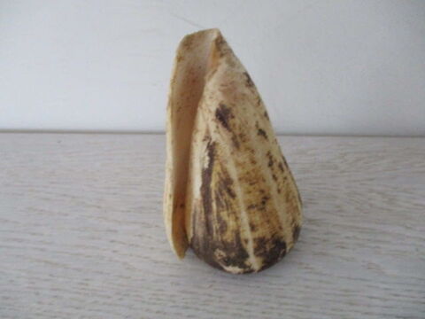 coquillage c�ne 15 Castres (81)